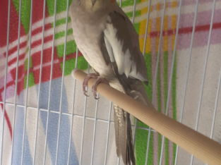 Female cockatiel with Food, Cage, toys and a traveling cage
