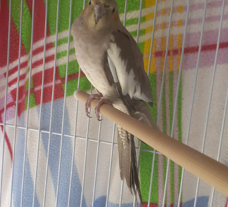 Female cockatiel with Food, Cage, toys and a traveling cage