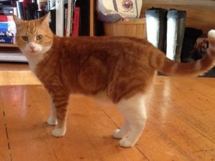 LOST ORANGE AND WHITE TABBY CAT