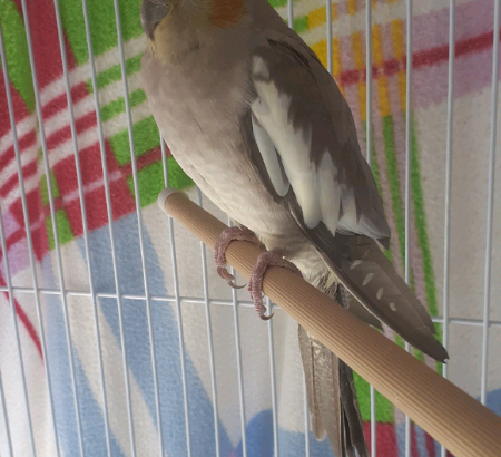 Female cockatiel with Food, Cage, toys and a traveling cage