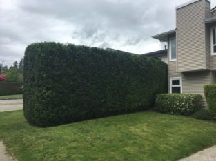 Hedge and Shrub Trimming Services