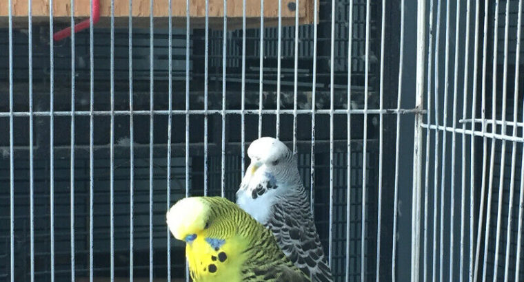 English Budgies