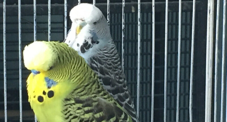 English Budgies