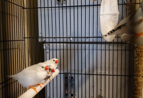 Zebra Pied Finches for sale only 2 left!