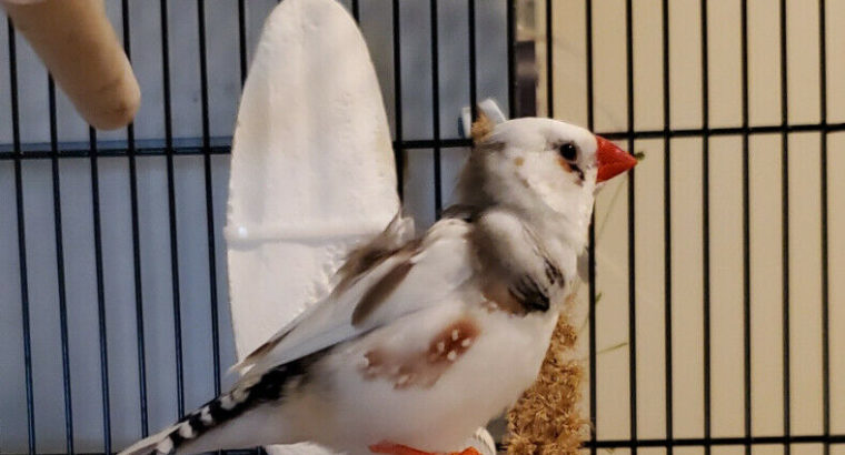 Zebra Pied Finches for sale only 2 left!