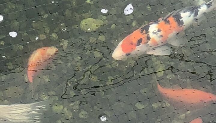 koi fish