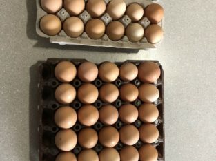 Fresh free range farm eggs for sale. $4 a dozen or $10 a flat