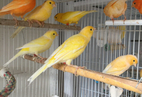 Bird flight or breeding Cage