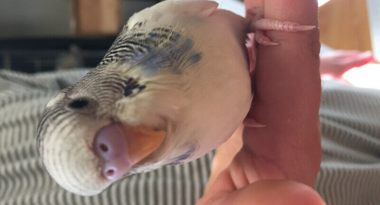 A beautiful baby budgie