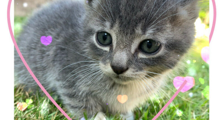 8 weeks cute kittens for rehoming