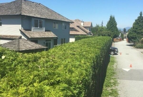 Hedge and Shrub Trimming Services