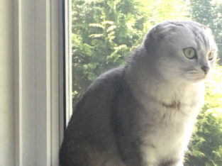 White and silver female Scottish fold mix cat for rehoming