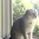 White and silver female Scottish fold mix cat for rehoming