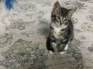 Male kitten beautiful tiger looking 10 week old