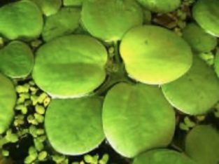 Amazon frogbit