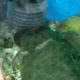 Ghost aquarium shrimp for sale.