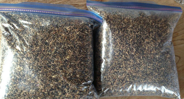 Milk Thistle Seed