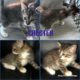 Kittens Ready For New Homes – Fully Vetted Included