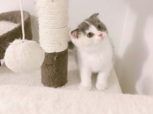 Pure breed Scottish fold for sale