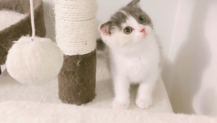 Pure breed Scottish fold for sale