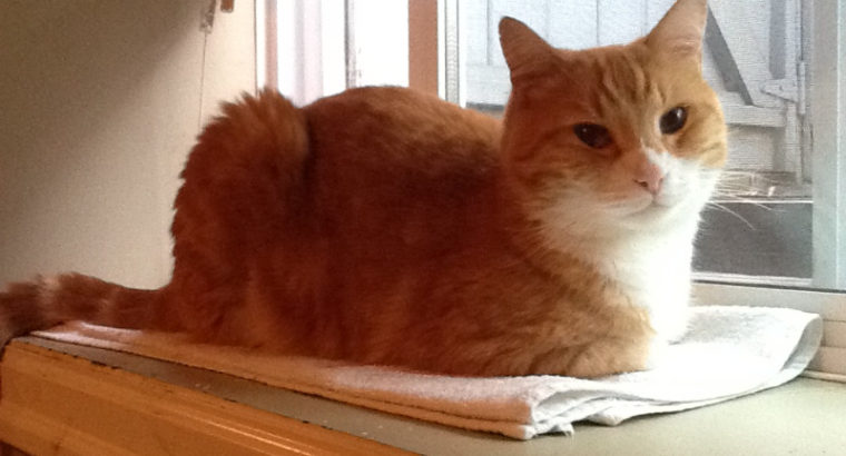 LOST ORANGE AND WHITE TABBY CAT