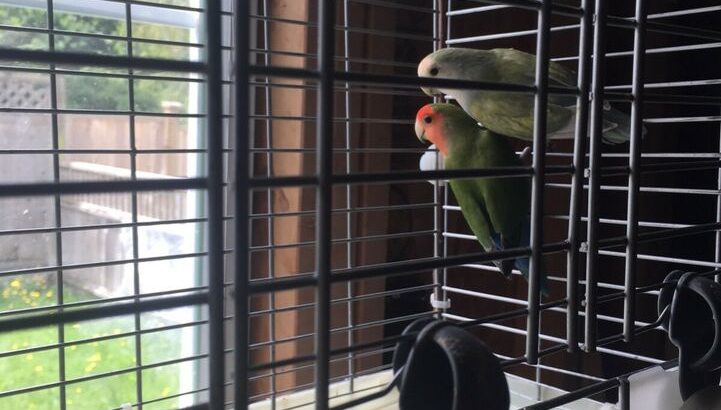 Pair of love bird