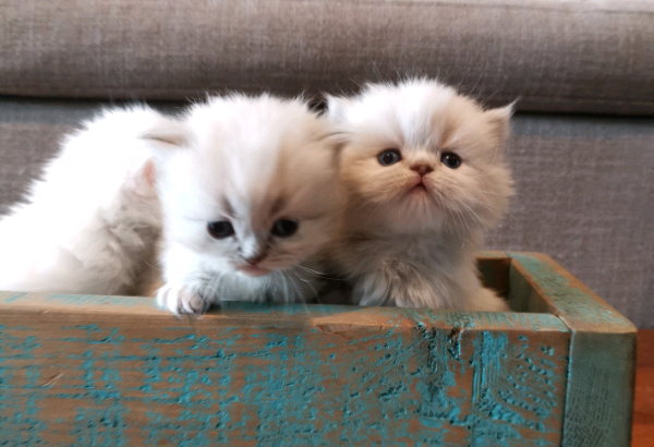 Beautiful Purebred Persians!!