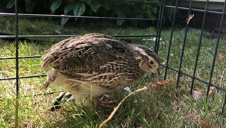 Quails For Sale