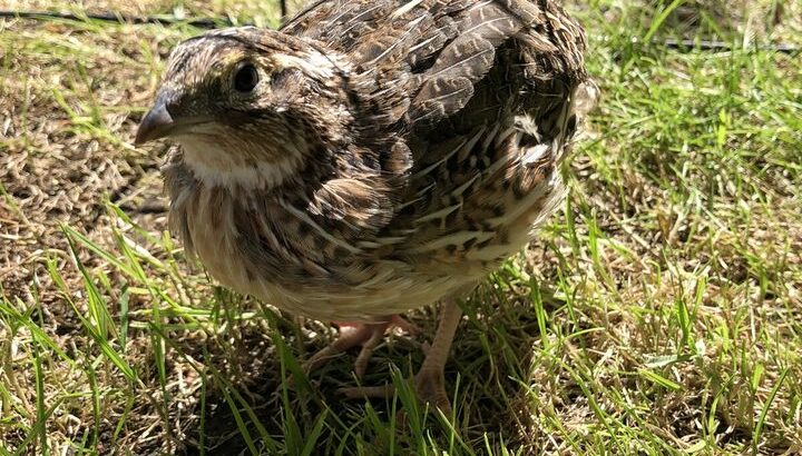 Quails For Sale