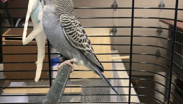 4 Young Budgies