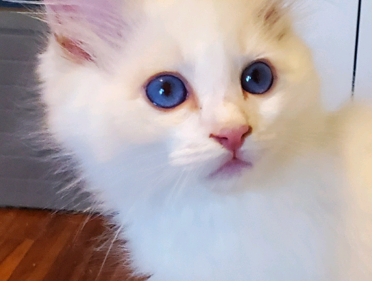 Male Bicolour Ragdolls – Neutered TICA Breeder