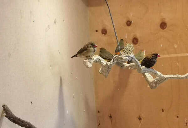 Finches to rehome