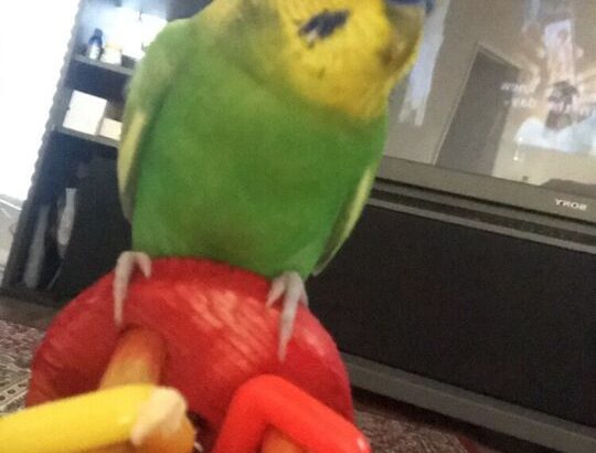 Parakeet needs rehoming!