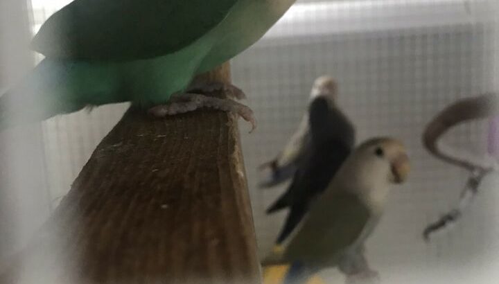 lovebird bonded pair