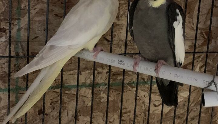 Cockatiel male and female paer on sale