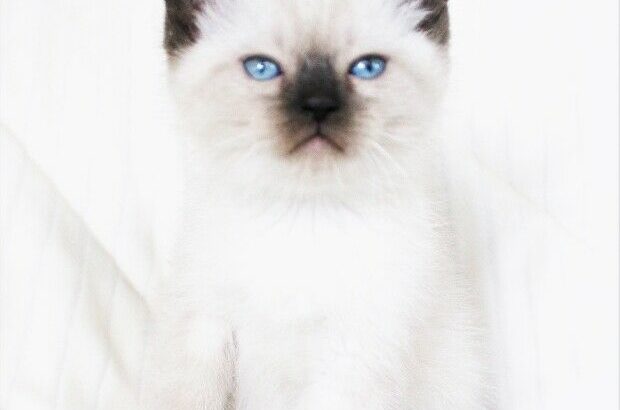 RAGDOLL SIAMESE MALE KITTENS FOR ADOPTION