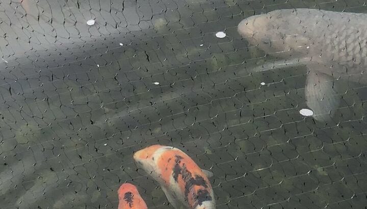 koi fish