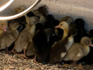 Mixed Ducklings