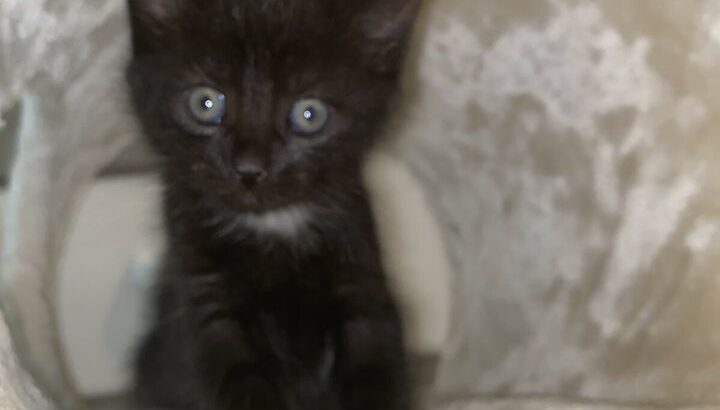 Two sweet black girl kittens