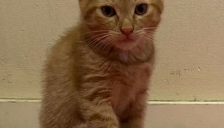 Beautiful Ginger Boy Kitten