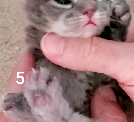 5 Purebred Doll Face Persian Kittens