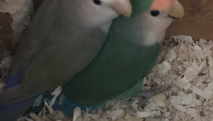 lovebird bonded pair