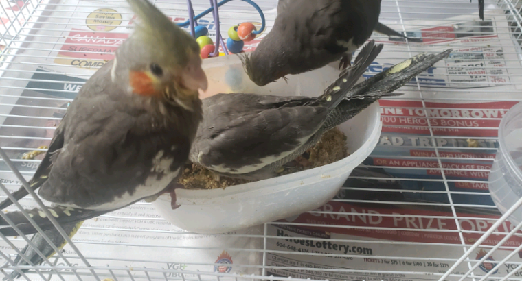 Super friendly Grey cockatiel