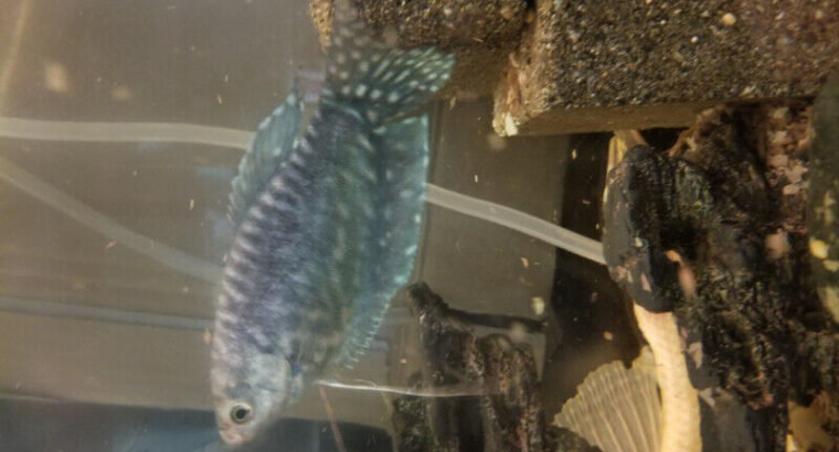 Blue Gourami fish
