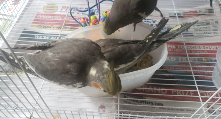 Super friendly Grey cockatiel