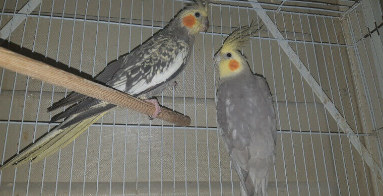 Cockatiel pair