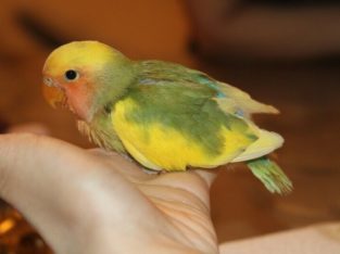 Lovely, super tame green and yellow pied baby lovebird!