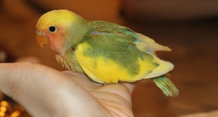 Lovely, super tame green and yellow pied baby lovebird!