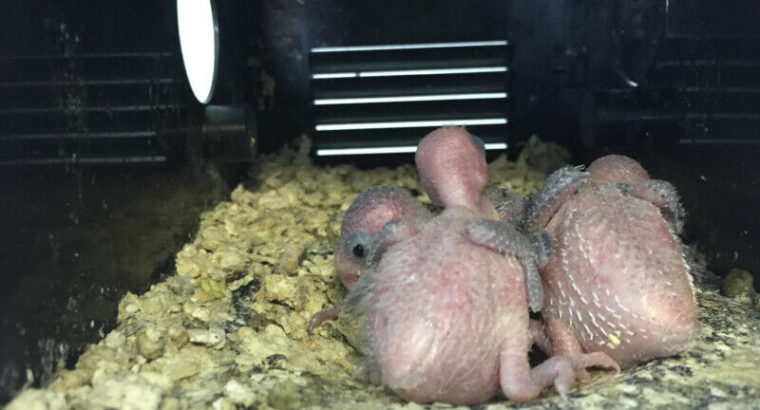 Parrotlet breeding pair