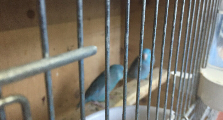 Parrotlets